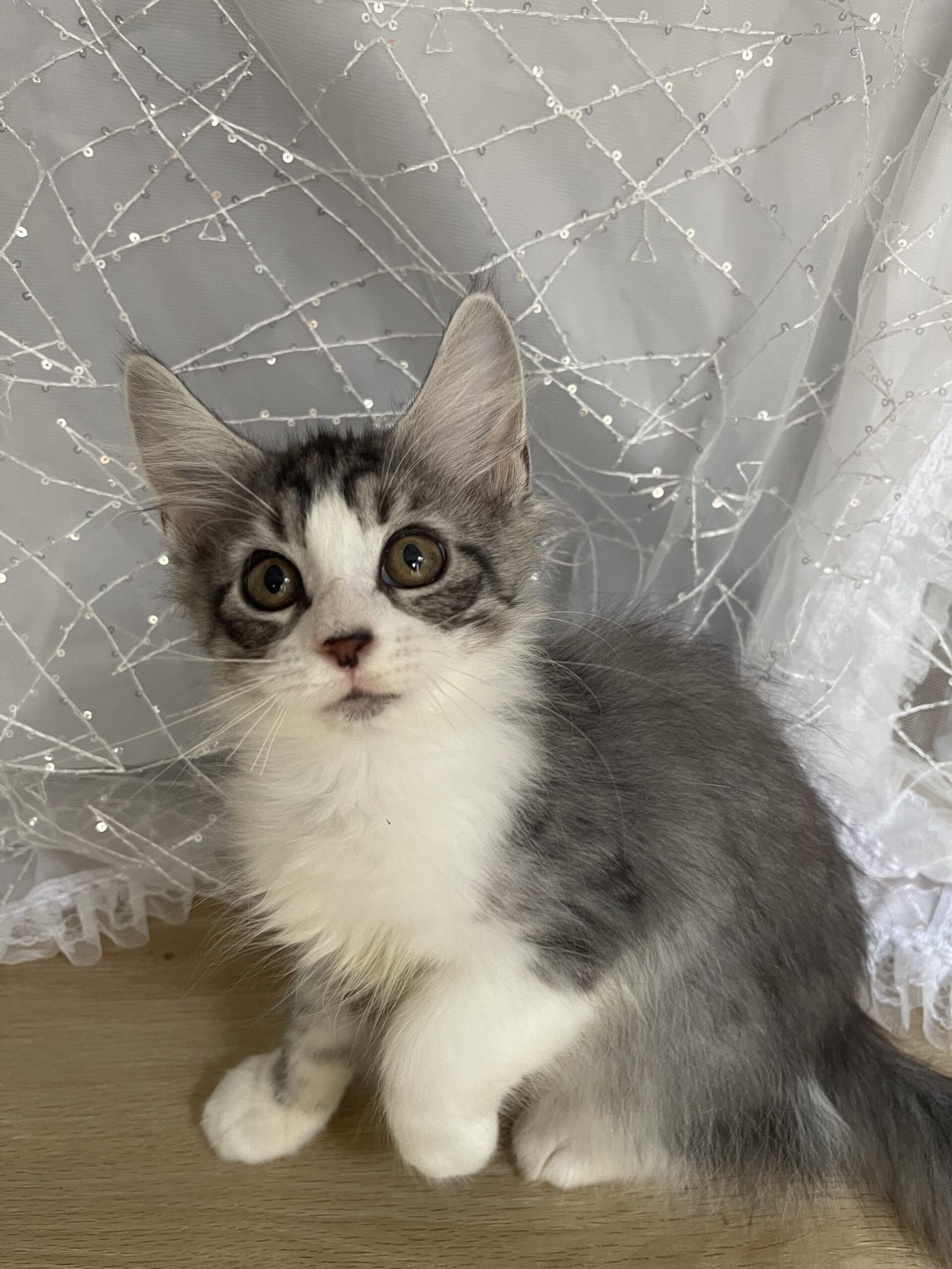 2025年5月9日 女の子 シルバータビー – precious7-cats