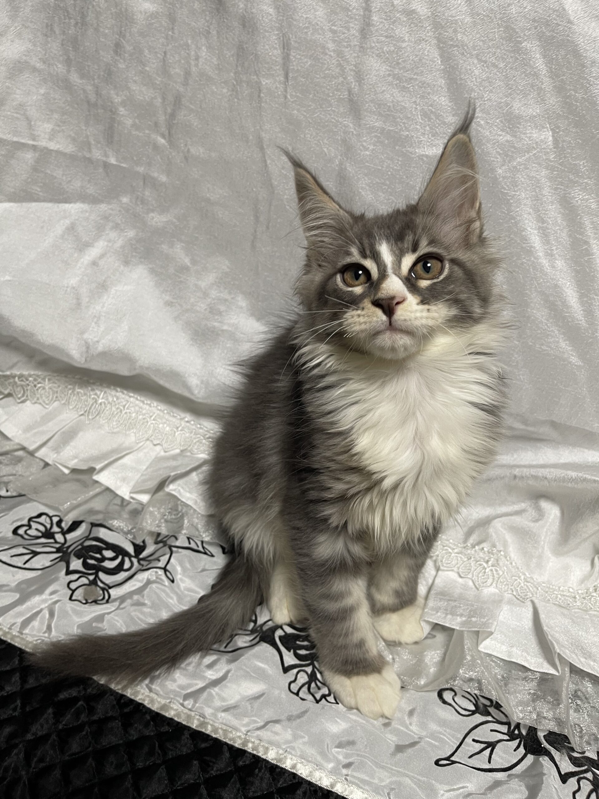 2025年8月10日生 男の子 シルバータビー – precious7-cats